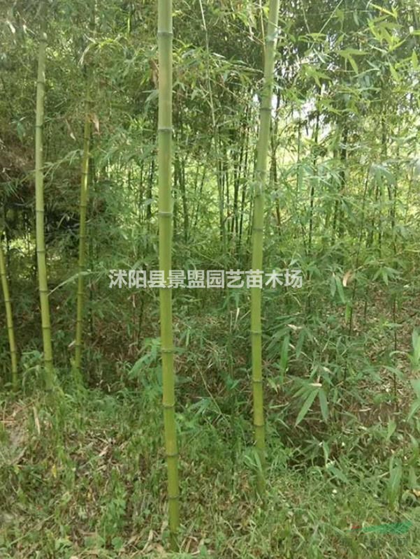 耐寒竹子苗批發(fā)去哪里？