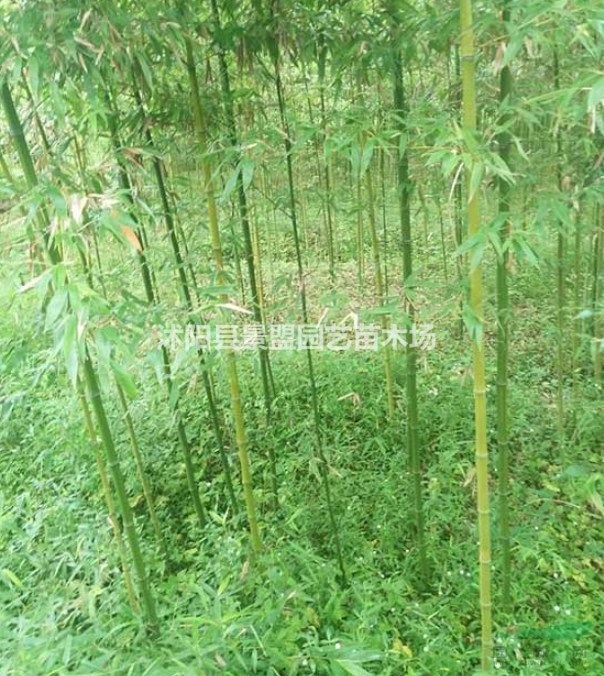 耐寒竹子苗批發(fā)去哪里？