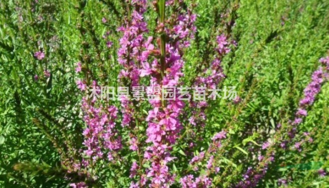 千屈菜種子多少錢(qián)一斤，千屈菜種子批發(fā)價(jià)格
