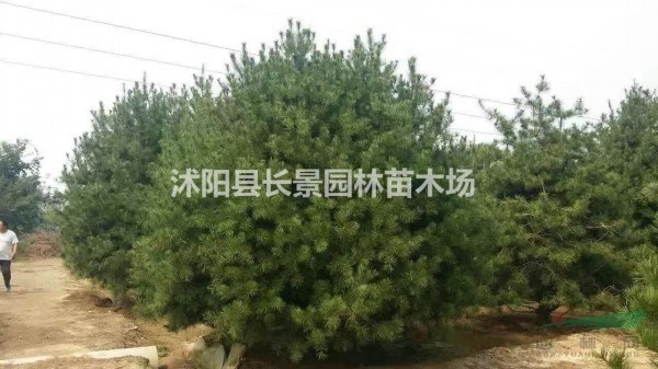 哪里有批發(fā)白皮松種子？