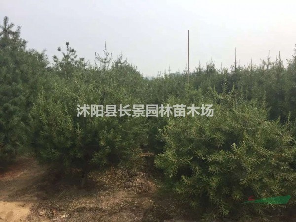 哪里有批發(fā)白皮松種子？