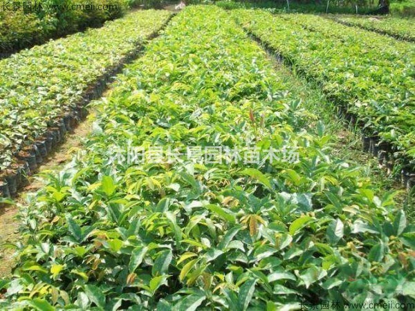 白檀種子多少錢(qián)一斤，白檀種子批發(fā)價(jià)格