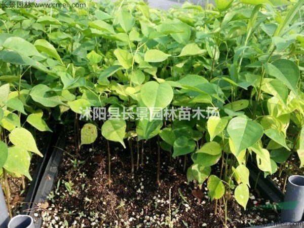 白檀種子多少錢(qián)一斤，白檀種子批發(fā)價(jià)格