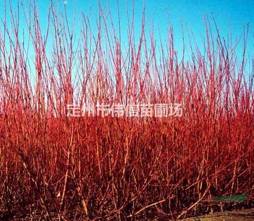 紅瑞木熱銷，河北紅瑞木直銷基地
