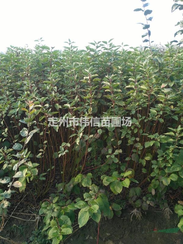 紅瑞木熱銷，河北紅瑞木直銷基地
