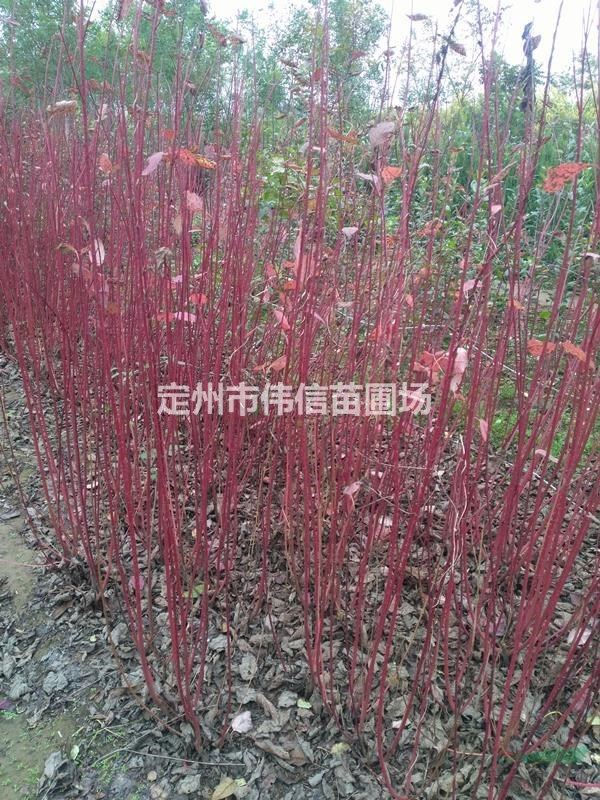 紅瑞木熱銷，河北紅瑞木直銷基地