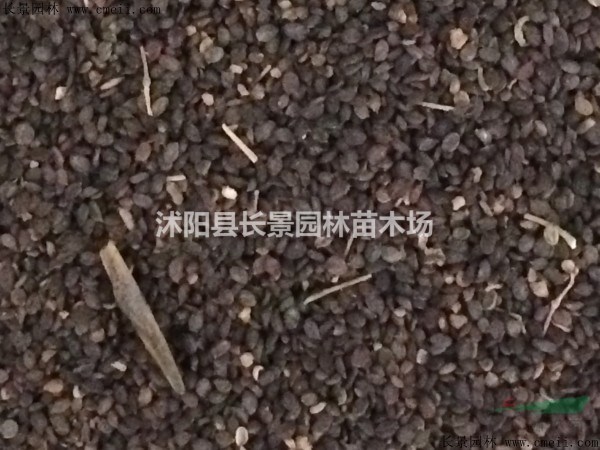 敗醬草種子什么價格？