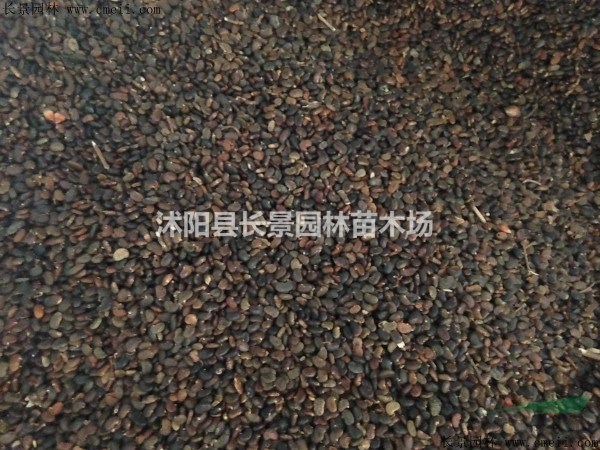哪里有批發(fā)刺槐種子的？