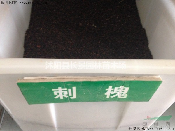 哪里有批發(fā)刺槐種子的？