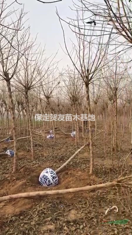 河北有6公分 7公分 8公分構(gòu)樹量大規(guī)格多