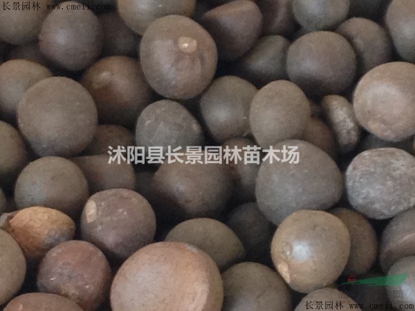 茶樹(shù)種子什么價(jià)格？