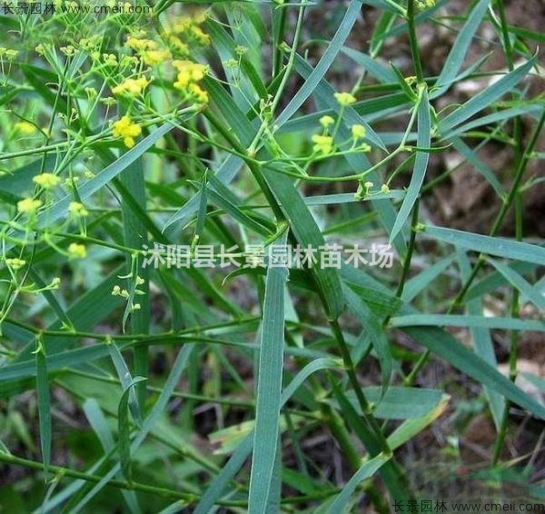 柴胡種子哪里有賣？