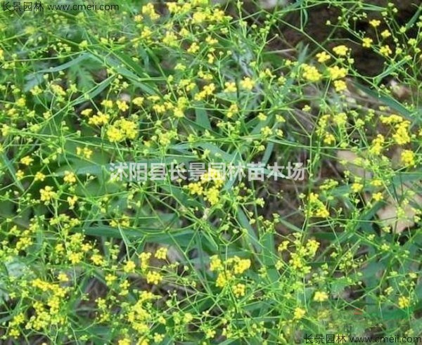 柴胡種子哪里有賣？
