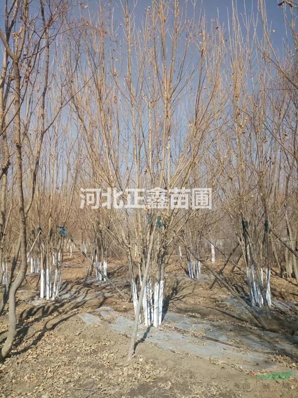 保定叢生白蠟高度夠冠幅大 價(jià)格合理