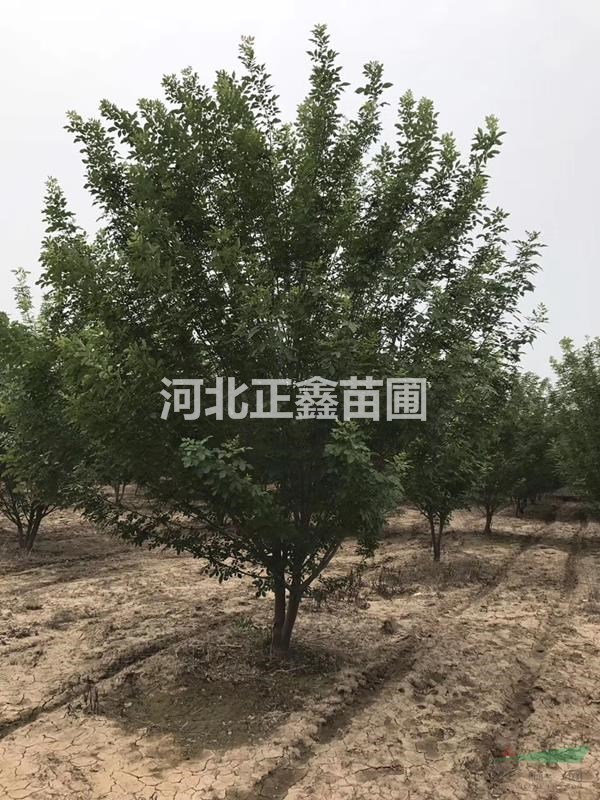 保定叢生白蠟高度夠冠幅大 價(jià)格合理