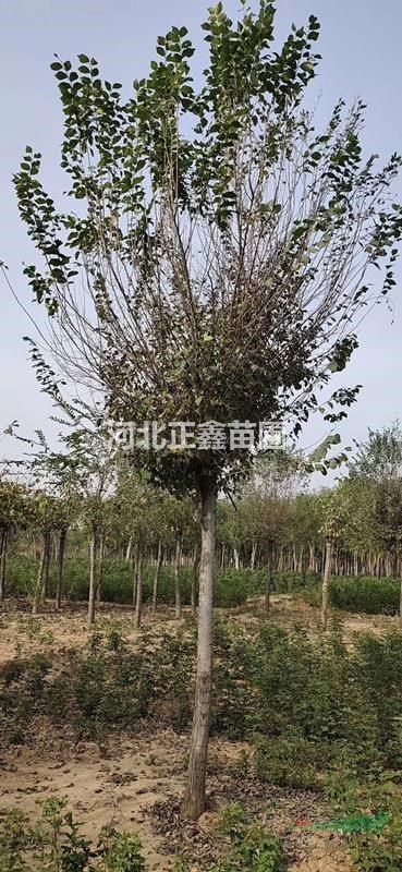 河北圓冠榆價格 圓冠榆葉片觀賞價值 