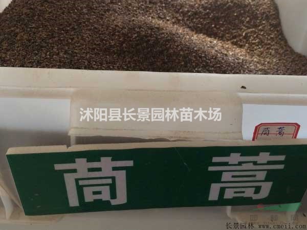 茼蒿的種子哪里能買到？多少錢一斤？