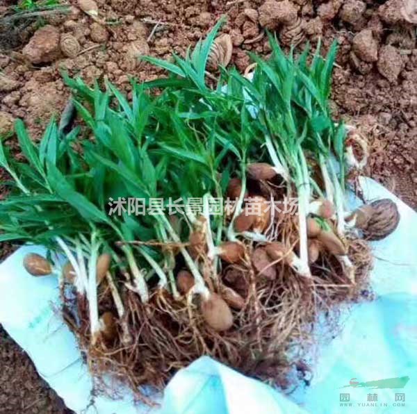檸檬種子多少錢一斤？去哪能買到？