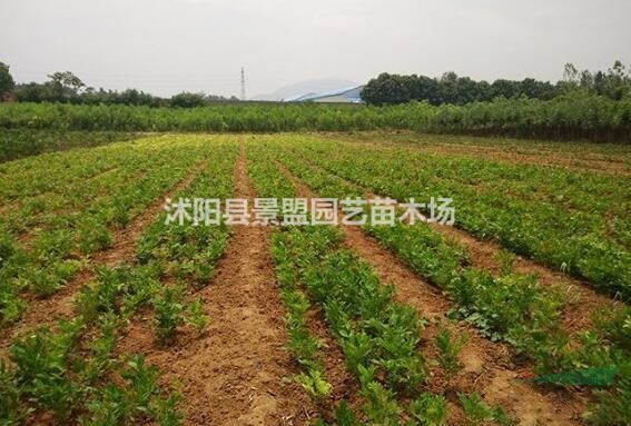 紫藤花種子哪里有銷售？
