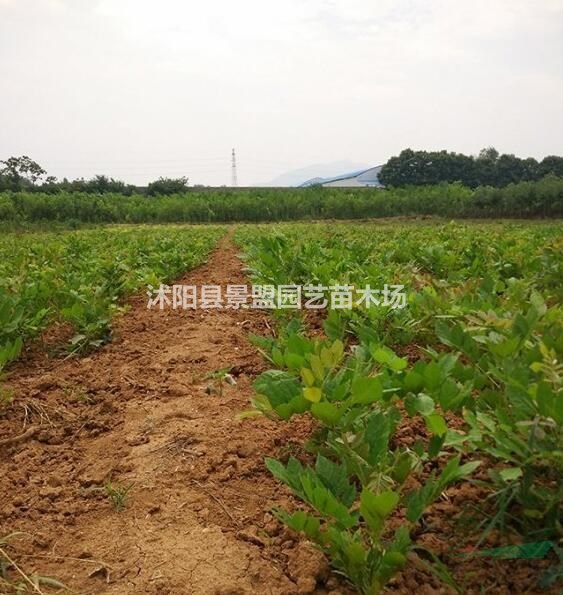 紫藤花種子哪里有銷售？