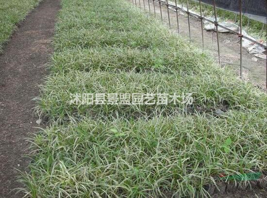 金邊闊葉麥冬草價(jià)格怎么會(huì)這么低