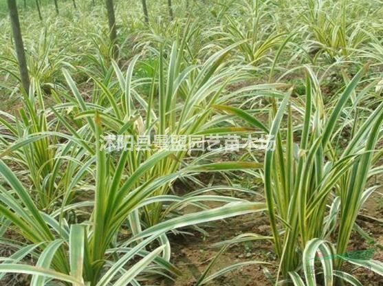 金邊闊葉麥冬草價(jià)格怎么會(huì)這么低
