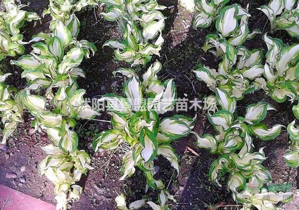 花葉玉簪哪里能買到？。