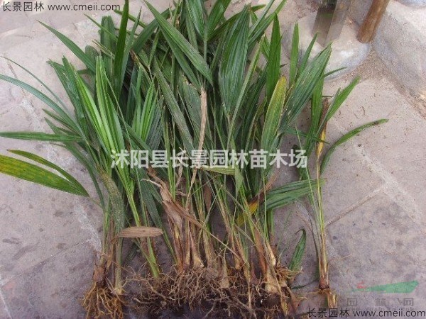 哪里有賣棕櫚種子的？什么價(jià)格？