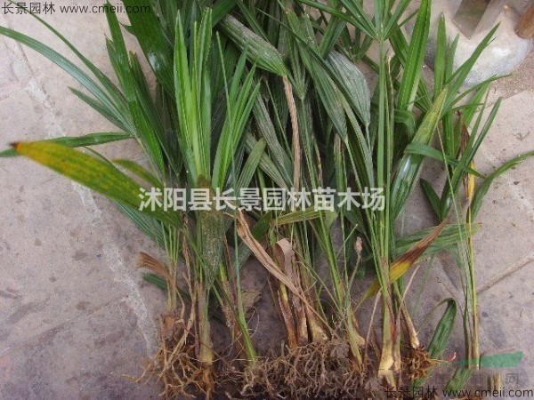 哪里有賣棕櫚種子的？什么價(jià)格？