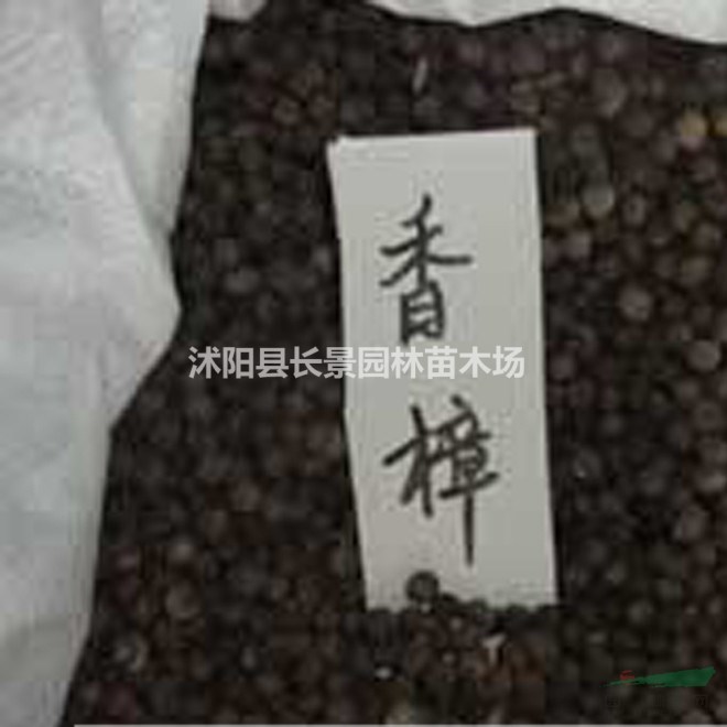 香樟樹種子哪里有賣的？
