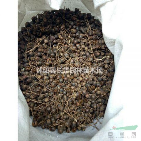 紫薇種子在哪里購買？