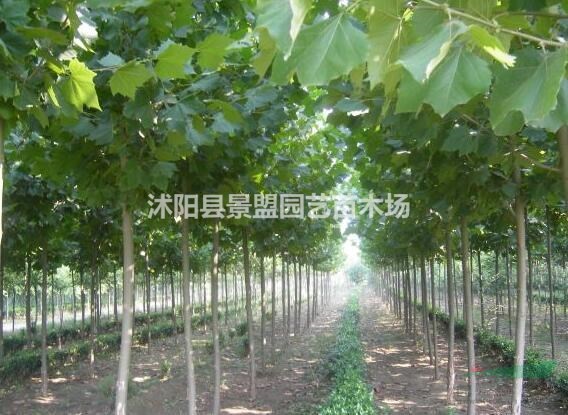 法桐適合什么時候種植？