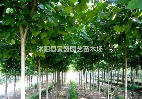 法桐適合什么時候種植？