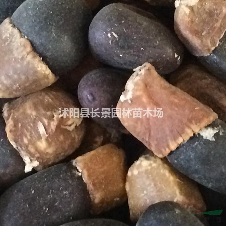 菩提樹(shù)種子什么地方有賣？