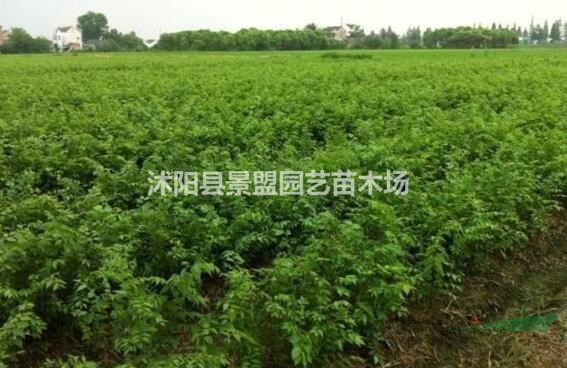 櫸樹適合什么時候種植？