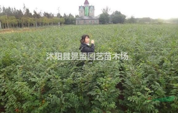 櫸樹適合什么時候種植？