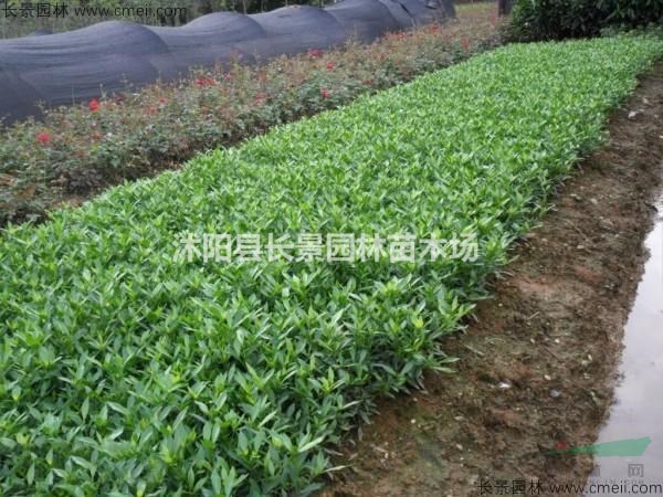梔子花種子多少錢一斤？梔子花種子哪里有賣的？
