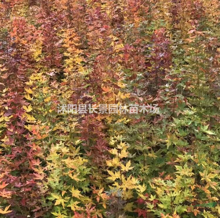 元寶楓種子市場什么價格？多少錢一斤？