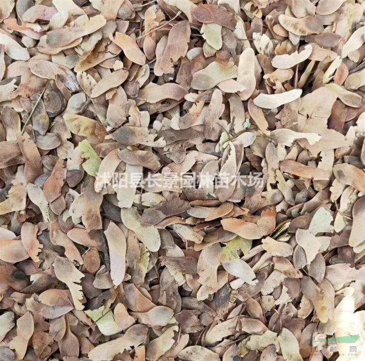 元寶楓種子市場什么價格？多少錢一斤？