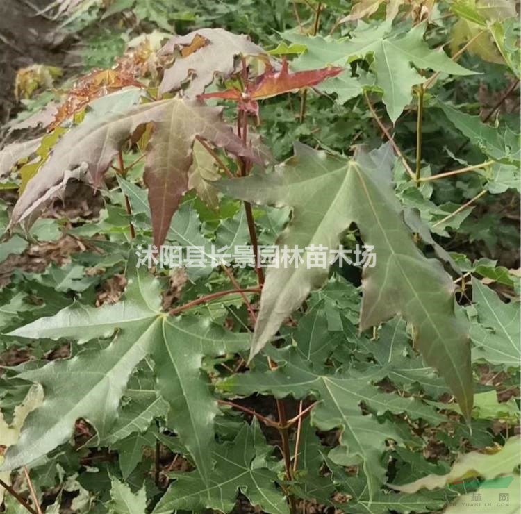 哪里有賣元寶楓種子的？什么價格？