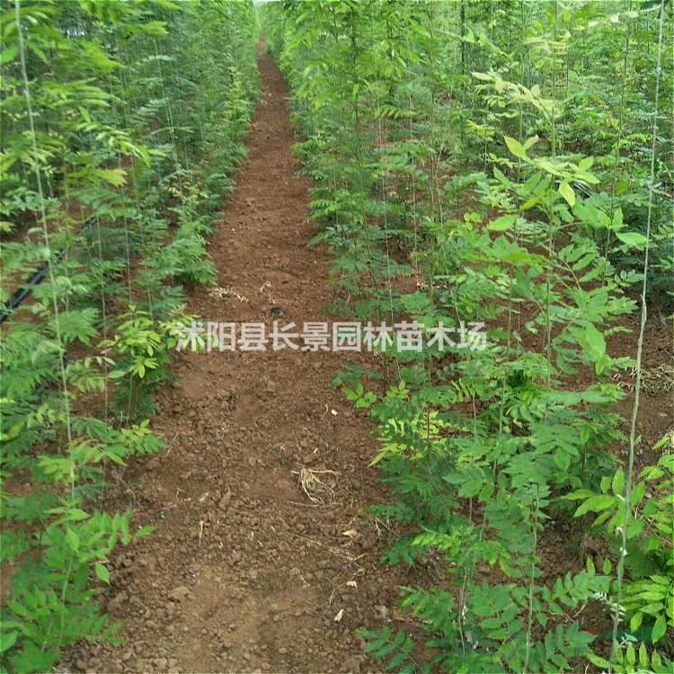紫藤樹種子多少錢一斤呢？紫藤種子