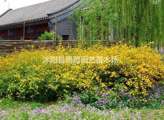 60公分高棣棠價(jià)格哪里最低？