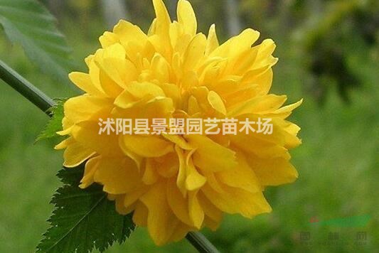 60公分高棣棠價(jià)格哪里最低？
