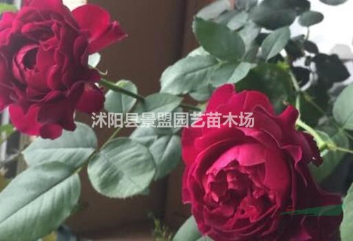 紅色豐花月季多少錢一棵？
