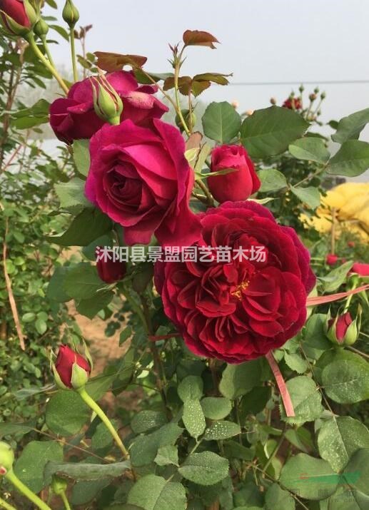 紅色豐花月季多少錢一棵？