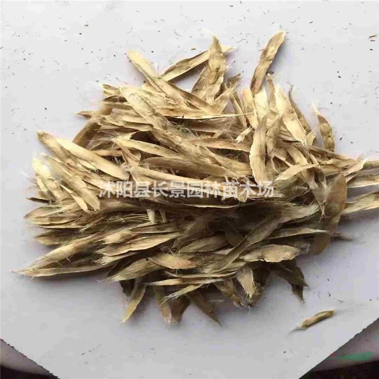 梓樹種子去哪里買比較好？梓樹種子多少錢一斤？