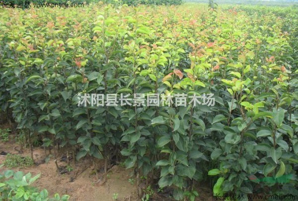 哪里有賣梨樹種子的？