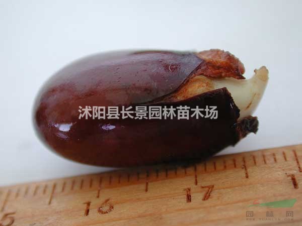 荔枝種子哪里有賣(mài)的？多少錢(qián)一斤？