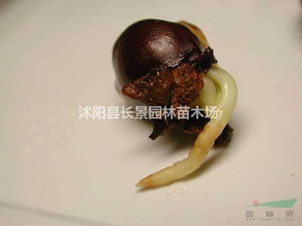 荔枝種子哪里有賣(mài)的？多少錢(qián)一斤？