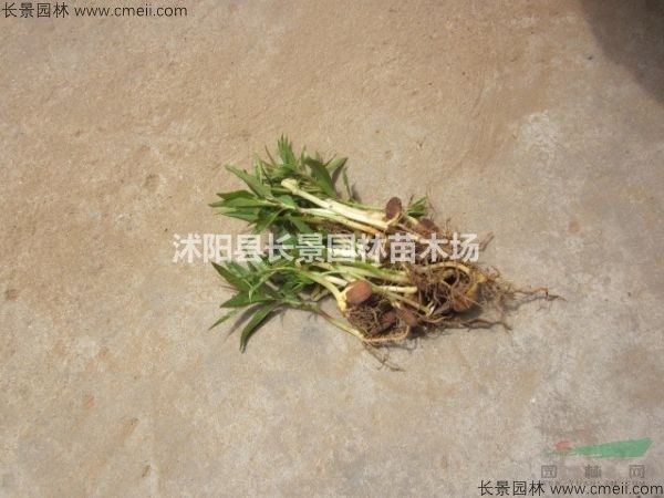 蟠桃種子